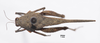 CollectionObject 1599704; 72ebb6c2-472b-4856-8ef3-2eeacafdd33c: female, dorsal view (holotype). (CollectionObject).