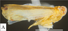 Habitus, lateral view: !! display not done !! on Cenchrea dorsalis (Westwood, 1840): (Observation).