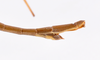 CollectionObject 1559355; 0193261d-2bb4-4e99-8f68-b498bec60f92: copyright ZMHB, Berlin. male: end of abdomen, lateral view (holotype). (CollectionObject).