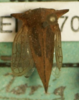 Habitus, dorsal view: !! display not done !! on Antianthe expansa (Germar, 1835): (Observation).