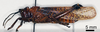 CollectionObject 1580388; 510ed40a-2848-4d6f-9822-4d81dd898944: male, lateral view (paralectotype). (CollectionObject).