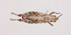 CollectionObject 2052752; NHMUK015982475, 21d9d984-18c0-425d-84b0-ce147ca2e9e3: male, dorsal view (paratype). (CollectionObject).