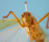 CollectionObject 1542908; DEES MZLQ-I0092'', 3d7f5832-f314-4965-ac8d-c6e1f84ce2c3: female, frontal view (syntype of Ctenophorema balneare). (CollectionObject).