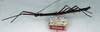 CollectionObject 1557782; NMW 64, d8b62e4c-4907-4032-8861-f888a6d85a22: copyright NMW. male, lateral view (holotype). (CollectionObject).