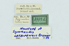 CollectionObject 1532286; d0f38850-8453-4c4c-86a0-c13d0e7a10e3: labels( male holotype). (CollectionObject).