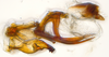 Aedeagus, lateral view on Bhatia Distant, 1908 nsp 8-56: (Observation).