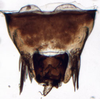 Pygofer, dorsal view: Euscelis seriphidii, pygofer, dorsally (INHS). (Observation).