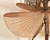 CollectionObject 1561351; 5bb91549-42e0-493b-ad8a-35ec29170b34: copyright UMO. male, wing (holotype). (CollectionObject).