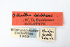 Other: !! display not done !! on Antianthe chichiana Funkhouser, 1943: (Observation).
