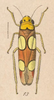 Habitus, dorsal view on Erythrogonia laudata (Walker, 1858): (Observation).