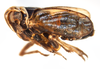 Habitus, lateral view: !! display not done !! on Javesella (Javesella) pellucida (Fabricius, 1794): (Observation).