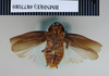 Pycnoscelus tenebriger (Walker, 1868): Copyrigh NHM, London. Holotype male of Panchlora tenebrigera, ventral view. (Otu).
