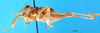 CollectionObject 1500216; fd4d5b90-ec38-47db-878d-60eb570bd3cf: female, lateral view (lectotype). (CollectionObject).
