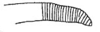 Callimenellus fumidus Walker, 1871: Fig. 58. part of stridulatory file (?). (Otu).