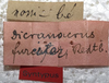 CollectionObject 1506488; 4cff3d33-6c1d-45f7-b4a4-83cf9779bd89: labels (syntype). (CollectionObject).