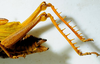 CollectionObject 1498830; 38abd980-a705-4fc3-8568-25bebe49a58c: 2012. female, abdomen and hind tibiae, lateral view. (CollectionObject).