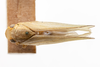Habitus, dorsal view on Bulldolonia impressa (Metcalf & Bruner, 1930): (Observation).