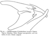 Metaprosagoga insignis (Vignon, 1924): Fig. 92 (after type). male subgenital plate and cerci. (Otu).