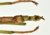 CollectionObject 1562806; deb04e5f-3a12-4262-8319-4616825efe3b: copyright QMBA. male: end of abdomen, ventral view (paratype). (CollectionObject).