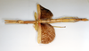 CollectionObject 1557047; 692e0911-7991-4feb-8726-37a61c09e978: copyright ETHZ. female, lateral view (holotype). (CollectionObject).