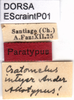 CollectionObject 1537615; 0fe9d04a-8bca-4d34-a726-974c03b78ea4: labels (paratype). (CollectionObject).