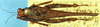 CollectionObject 1505120; 3ee88acf-12fe-4c6c-a6dc-a6de20fff911, DORSA D085XF02: female, dorsal view. (CollectionObject).