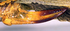 CollectionObject 1502112; 3a690a1a-60d7-4a72-82d0-01f35d3f9239: ovipositor (allotype). (CollectionObject).