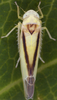 Habitus, dorsal view on Edwardsiana geometrica (Schrank, 1801): Habitus (male). (Observation).