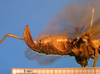 CollectionObject 1538367; 05ba9172-f494-4d7d-9213-94f828d6ff17: female ovipositor. (CollectionObject).