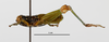 CollectionObject 1588729; 22f080c9-69e8-47a1-93ac-5707cbd53097: male, lateral view. (CollectionObject).