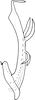 Aedeagus, lateral view on Dikraneura (Dikraneura) orientalis Dworakowska, 1993: Aedeagus, lateral view. (Observation).