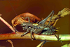 CollectionObject 1536589; CH2239, d37d59dc-7441-4516-a5cc-c24cfb7ed642: male. (CollectionObject).