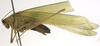 CollectionObject 1505880; 7aaac79b-4660-487b-b48c-14b30f45b04a: male, lateral view (holotype). (CollectionObject).