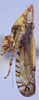 Habitus, lateral view: !! display not done !! on Scaphytopius elegans (Van Duzee, 1890): Ohio State U. (Observation).