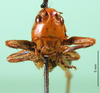 CollectionObject 1501865; f439bcdd-1ded-4794-8d67-495c19671c1b: female, frontal view (paratype of Metrioptera dofleini). (CollectionObject).