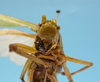 CollectionObject 1542979; b2cd88c6-3425-44f4-a5ec-5d8c3a0a6e9f: male, face, frontal view (holotype). (CollectionObject).