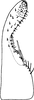 Subgenital plate: Subgenital plate (D. funeta Mel.). (Observation).