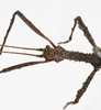 CollectionObject 1557781; f4425a73-ba55-47d7-b674-4484d3aec07a: copyright MNHG, Geneva. male: head & thorax, dorsal view (holotype). (CollectionObject).