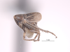 Habitus, lateral view on Athysanella (Amphipyga) nielsoni Blocker, 1990: (Observation).