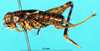 CollectionObject 1537594; d25f0788-e981-45a1-8408-a48787486f77, DORSA EGtaipulP01: female, lateral view (paratype). (CollectionObject).