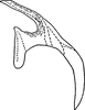 Aedeagus, lateral view: Aedeagus, lateral view. (Observation).