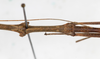 CollectionObject 1561484; 9996d593-163b-4fa3-bf89-4646e1084155: copyright MHNG Geneva. male: mid-thorax, lateral view (holotype). (CollectionObject).