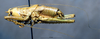 CollectionObject 1534992; 17910123-460b-4ab9-9218-02654dfaa74b: male, lateral view (syntype). (CollectionObject).