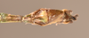 CollectionObject 1559668; e70602ff-800d-4997-bba6-2b38a3242b19: copyright OUMNH. male: end of abdomen, ventral view of synonym Necroscia euplectes (holotype). (CollectionObject).