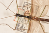 CollectionObject 1594952; f15283ee-bda5-4f1e-9e00-9ea99600301a: copyright OUMNH. male: head & thorax, dorsal view (paralectotype). (CollectionObject).