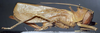CollectionObject 1501713; 0b1827c4-f9c1-4c4a-ac8b-88c8c6f15d2e: female, lateral view. (CollectionObject).