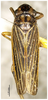 Habitus, dorsal view on Evacanthus hairus Li & Wang, 1996 now Evacanthus laminatus Kuoh, 1992: (Observation).
