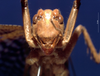 CollectionObject 1520549; ee99283f-83a9-487a-8bb1-7edd17e8ca5c: male, frontal view. (CollectionObject).