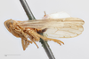 Habitus, lateral view: !! display not done !! on Stenocranus (Codex) dorsalis (Fitch, 1851): (Observation).