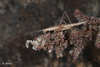 (Canary Islands). Depicts Oecanthus dulcisonans Gorochov, 1993, an Otu.